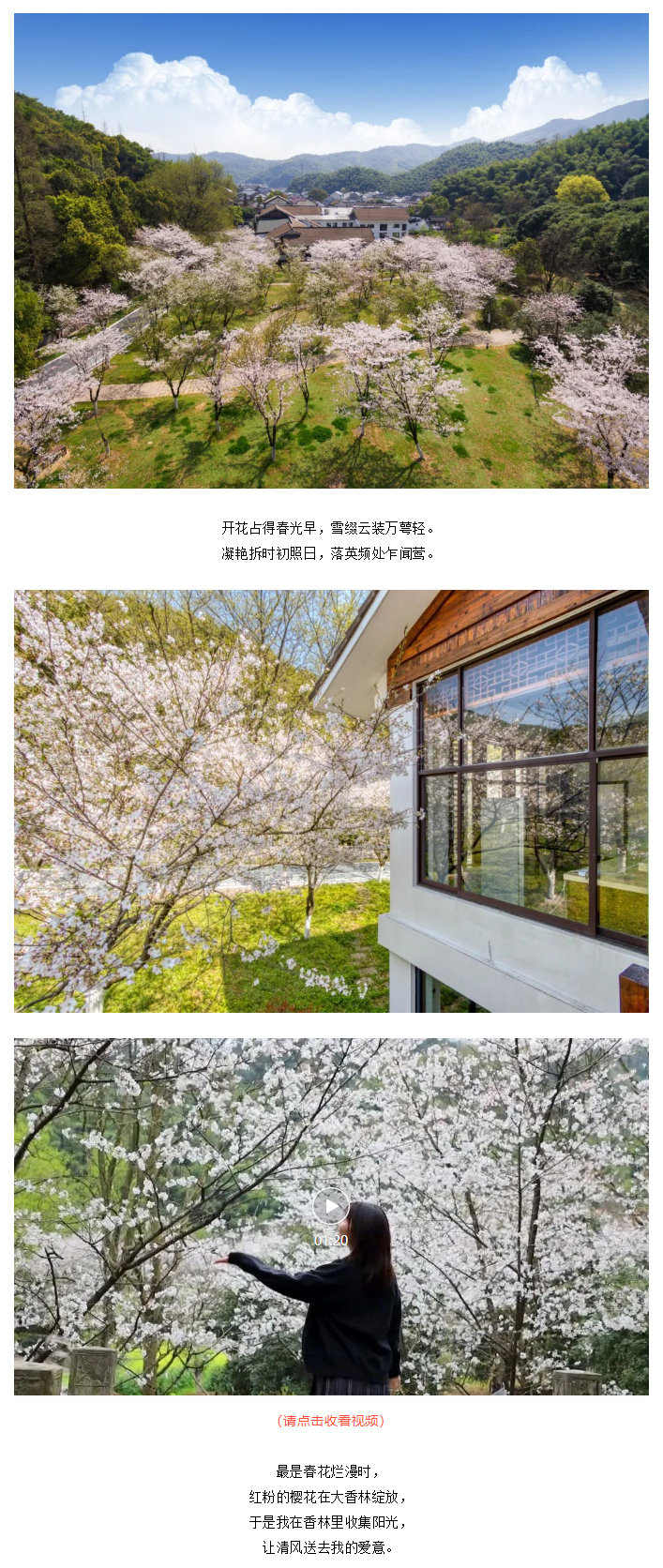 【“醉”美鉴湖-香“鉴”恨晚】“樱”为有你，“樱”你而美_01.jpg